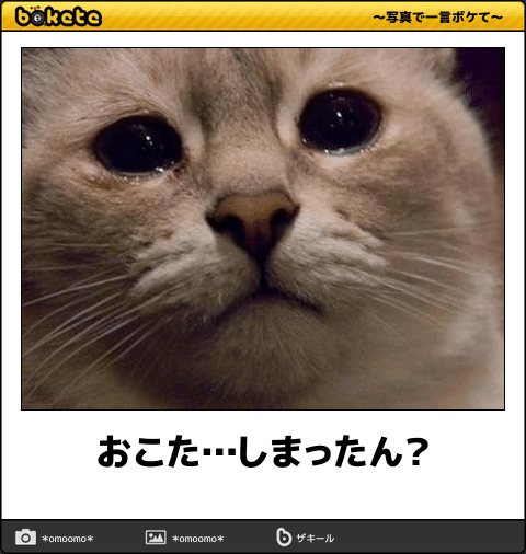【bokete】ボケてで1000コメ以上目指そう!