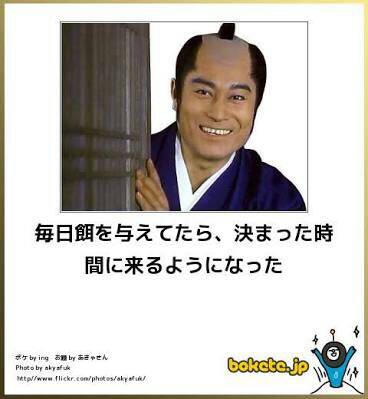 【bokete】ボケてで1000コメ以上目指そう!