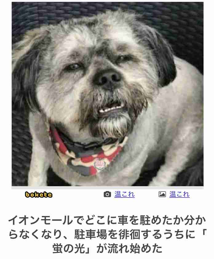【bokete】ボケてで1000コメ以上目指そう!