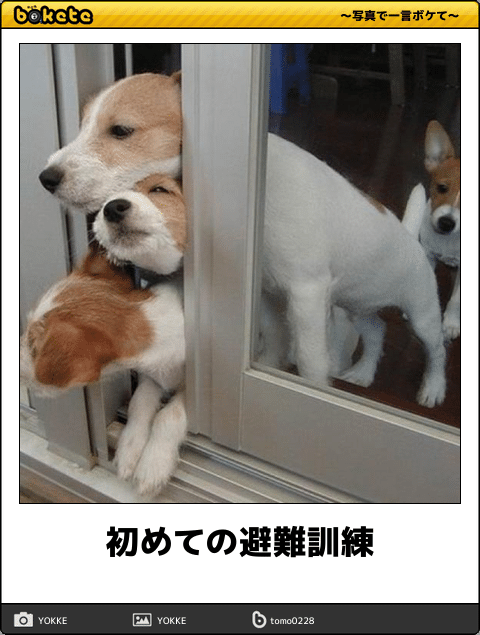【bokete】ボケてで1000コメ以上目指そう!