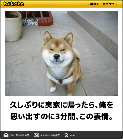 【bokete】ボケてで1000コメ以上目指そう!