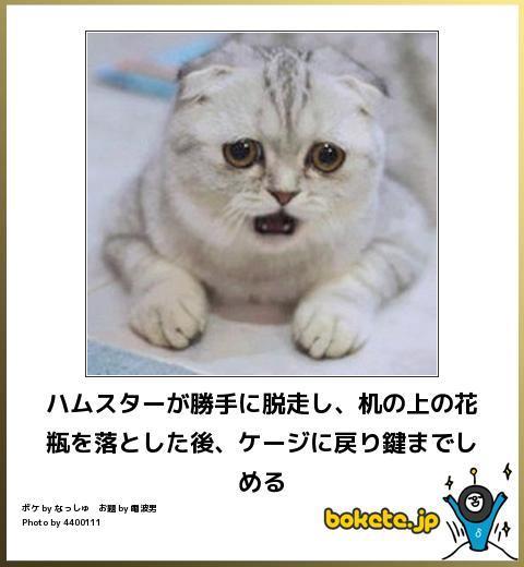 【bokete】ボケてで1000コメ以上目指そう!