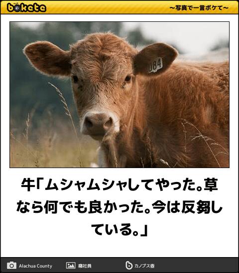 【bokete】ボケてで1000コメ以上目指そう!