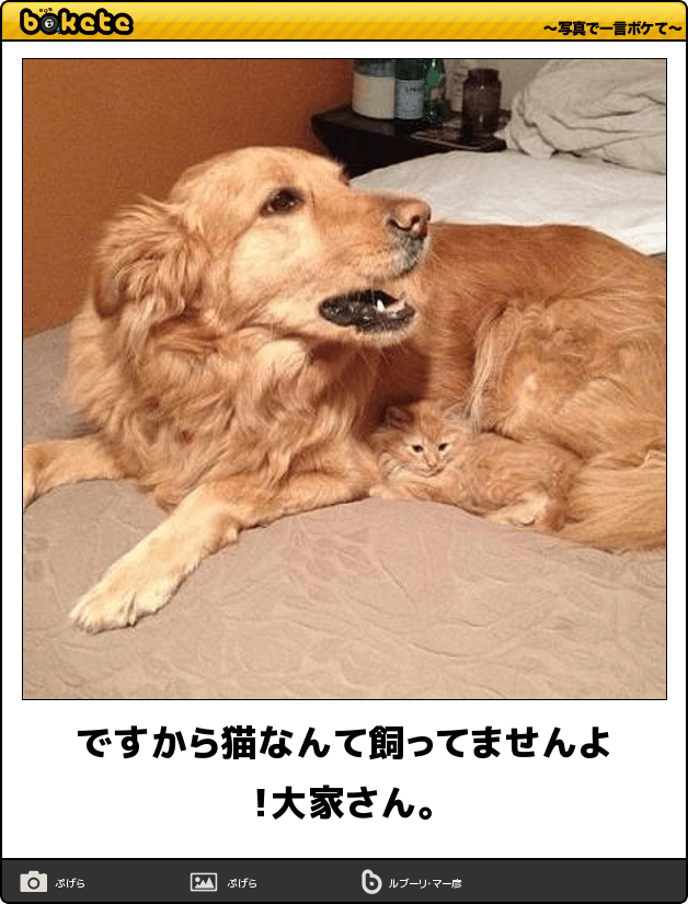 【bokete】ボケてで1000コメ以上目指そう!