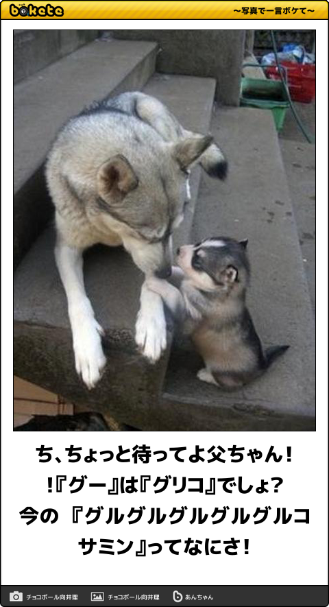 【bokete】ボケてで1000コメ以上目指そう!