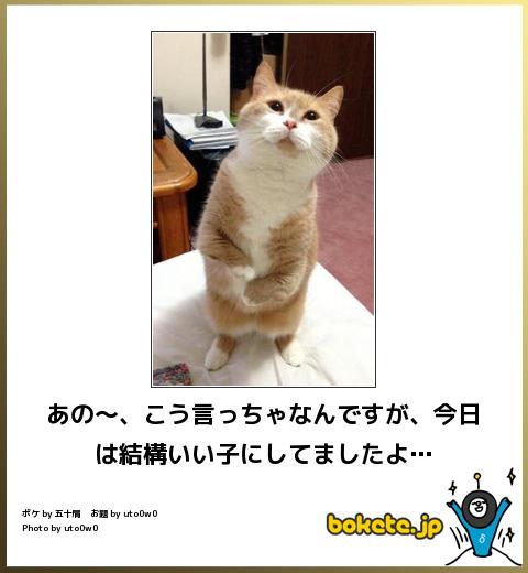 【bokete】ボケてで1000コメ以上目指そう!