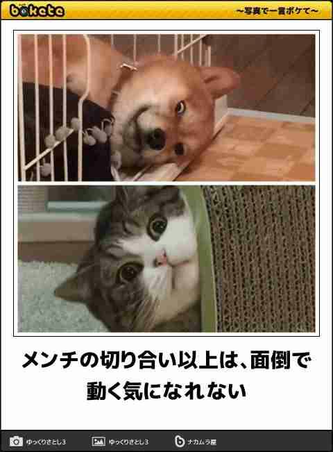 【bokete】ボケてで1000コメ以上目指そう!
