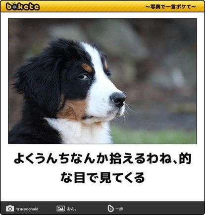 【bokete】ボケてで1000コメ以上目指そう!