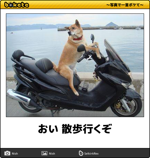【bokete】ボケてで1000コメ以上目指そう!