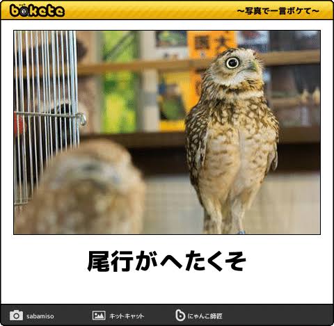 【bokete】ボケてで1000コメ以上目指そう!