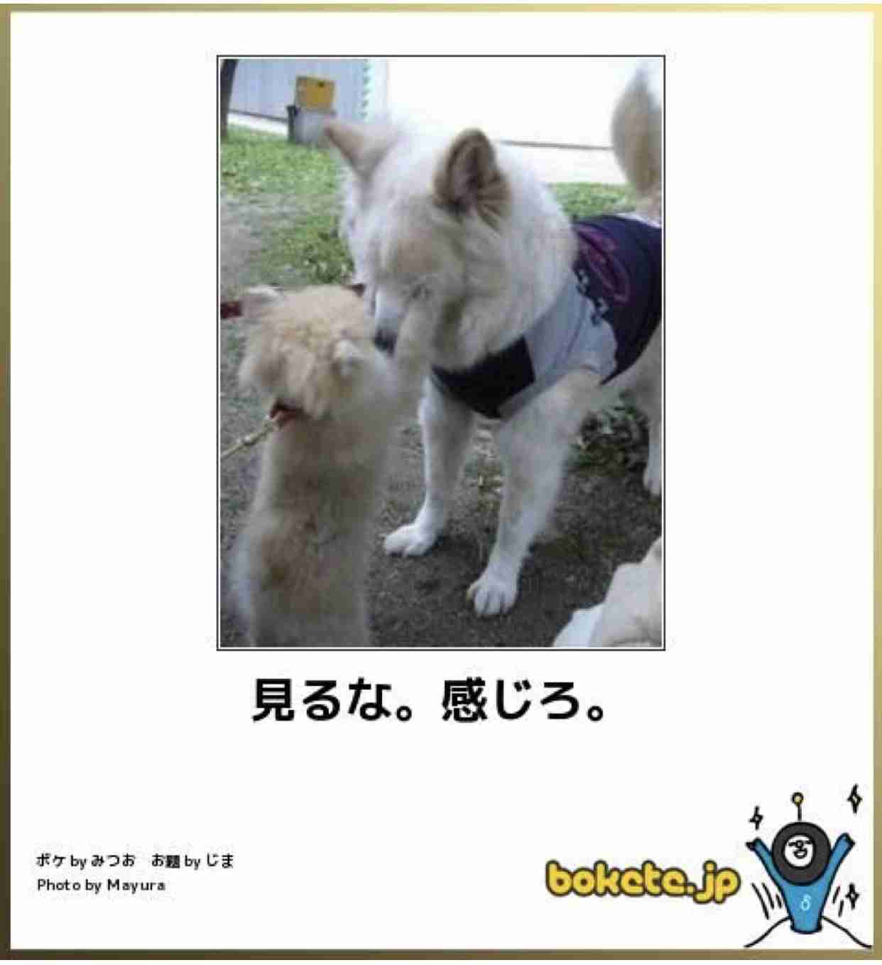 【bokete】ボケてで1000コメ以上目指そう!