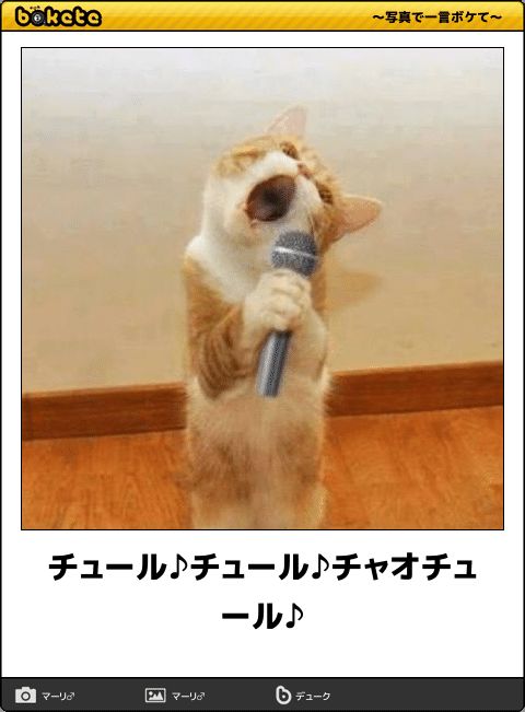 【bokete】ボケてで1000コメ以上目指そう!