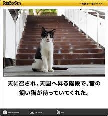【bokete】ボケてで1000コメ以上目指そう!