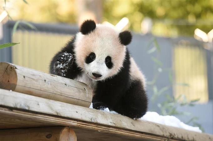 【梅雨に負けるな】ある意味、爽やかな画像のトピ!