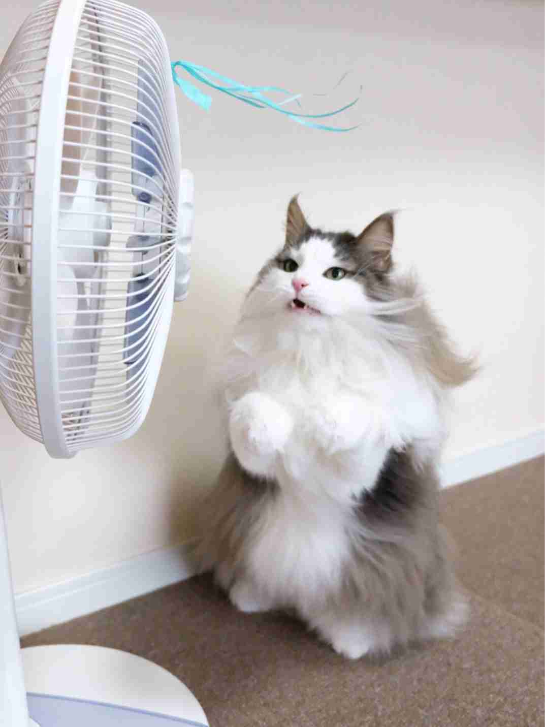 【梅雨に負けるな】ある意味、爽やかな画像のトピ!