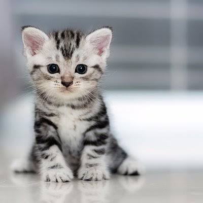 最後に「〜のであった」をつけて会話するトピックス