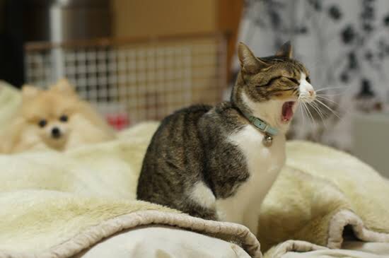 最後に「〜のであった」をつけて会話するトピックス