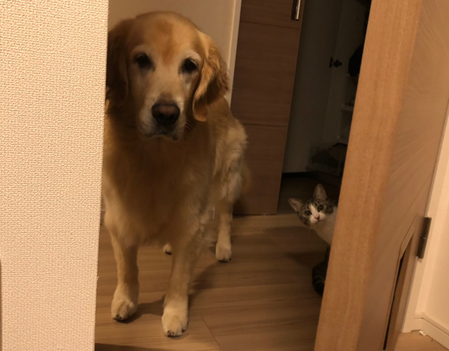 まめきちまめこ好きな方part2