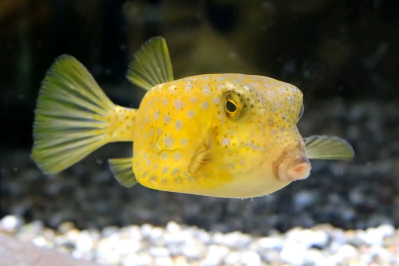 義母誰に似てますか？