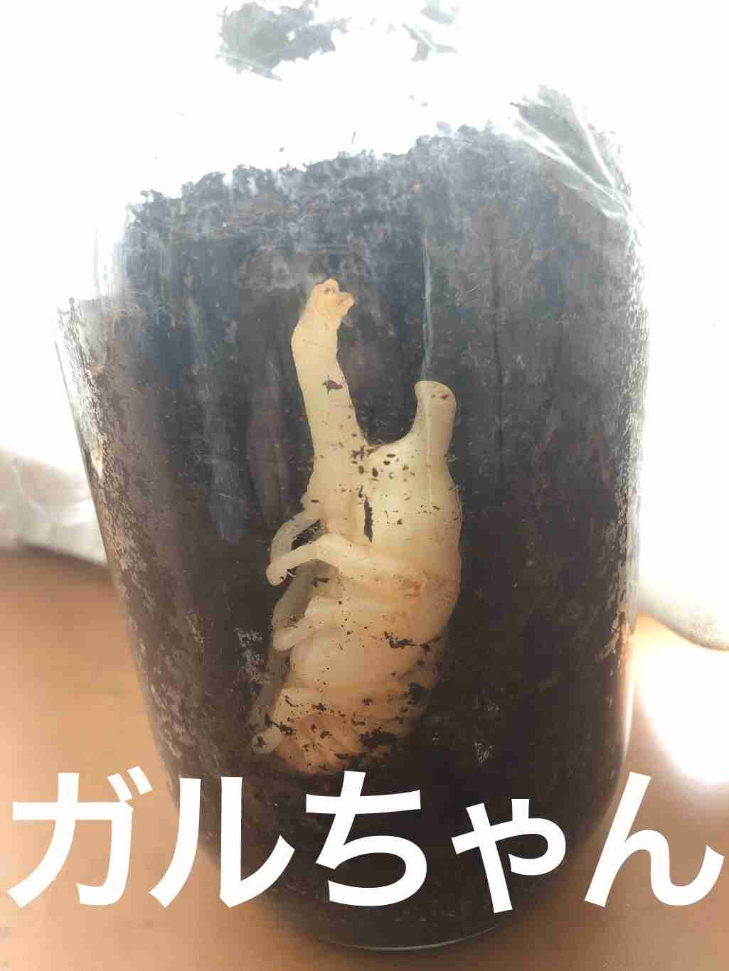 男の子のお母さん、カブトムシなど虫飼ってますか?