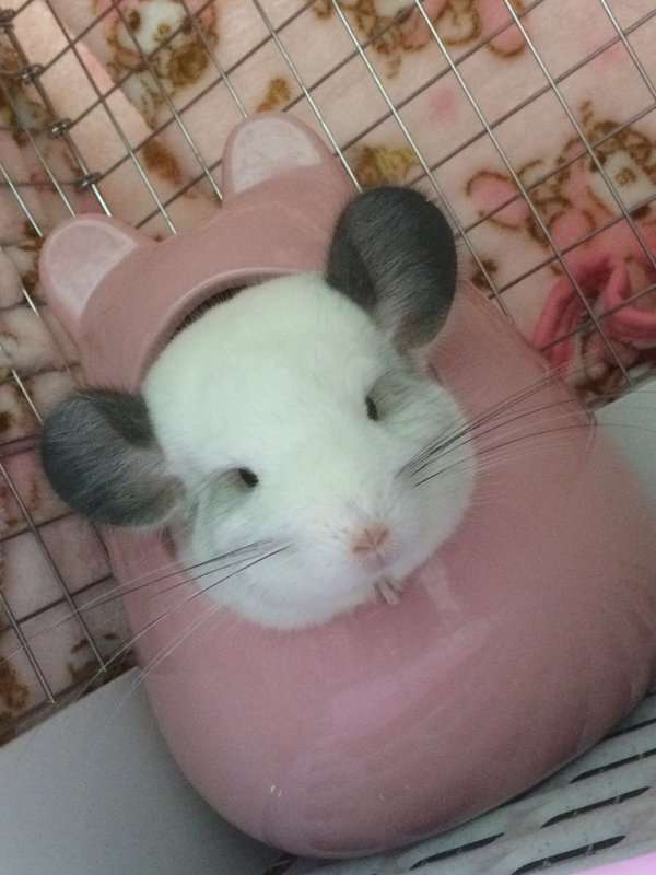 心が和む楽しい画像♪