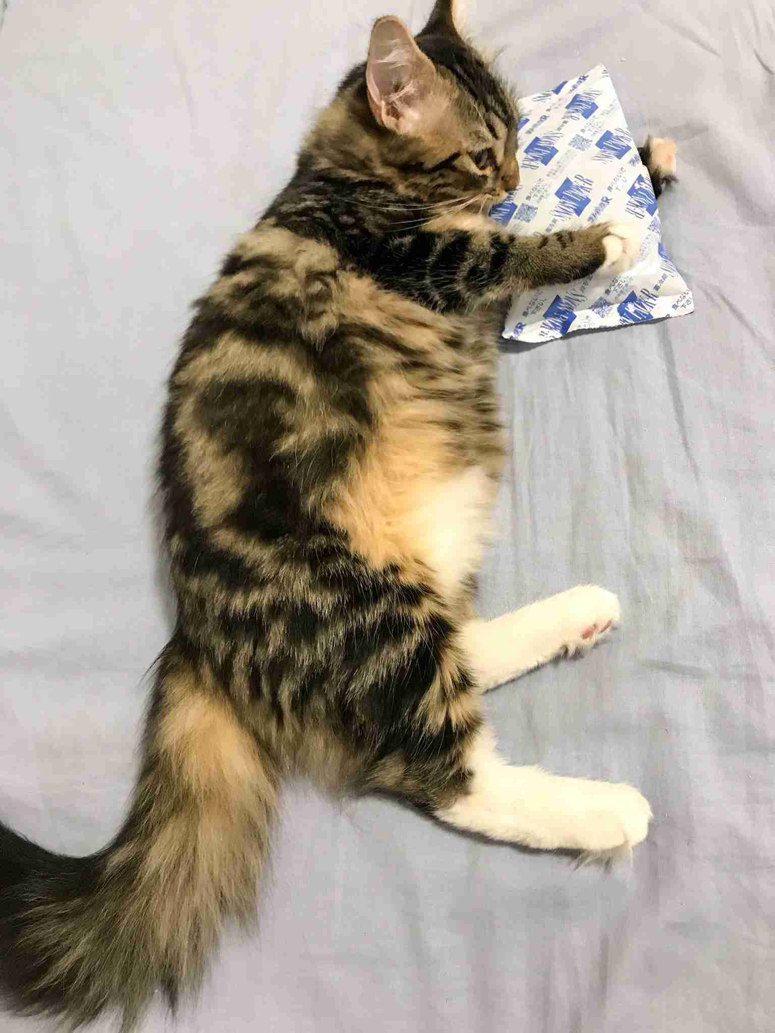 心が和む楽しい画像♪