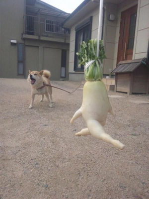 心が和む楽しい画像♪