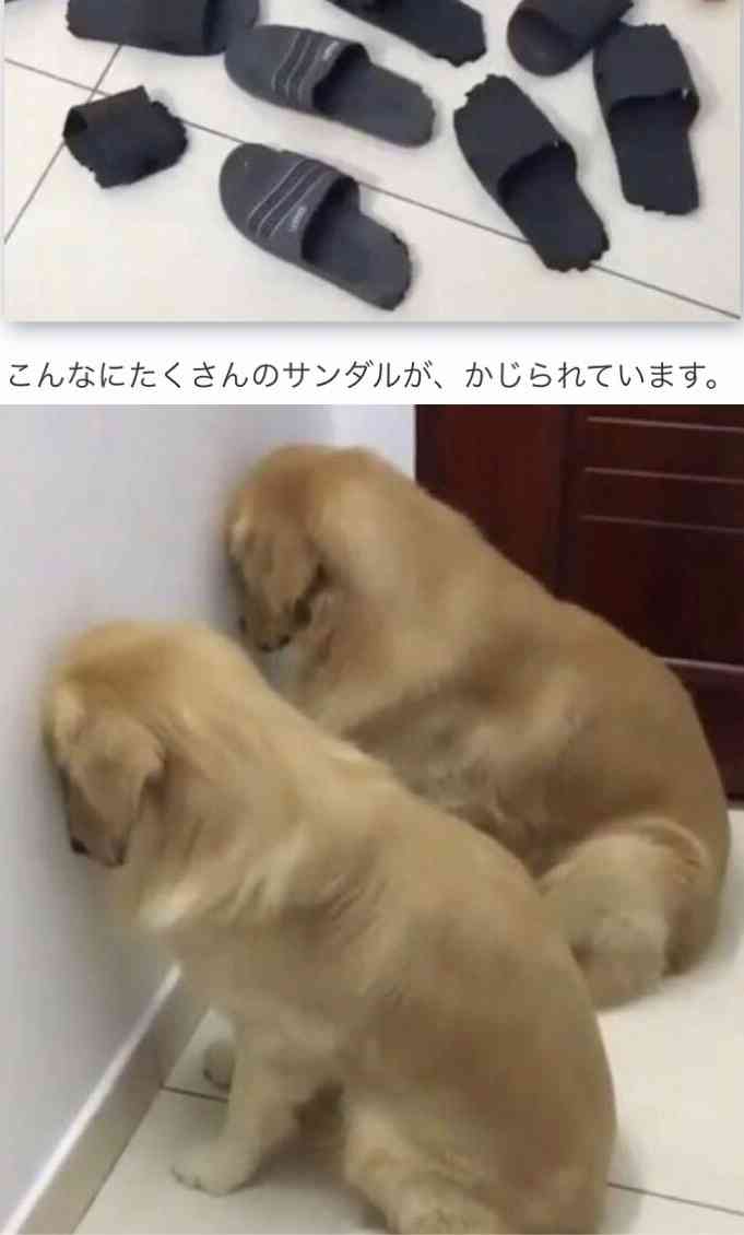 心が和む楽しい画像♪