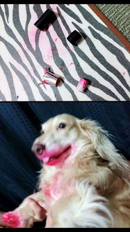 心が和む楽しい画像♪
