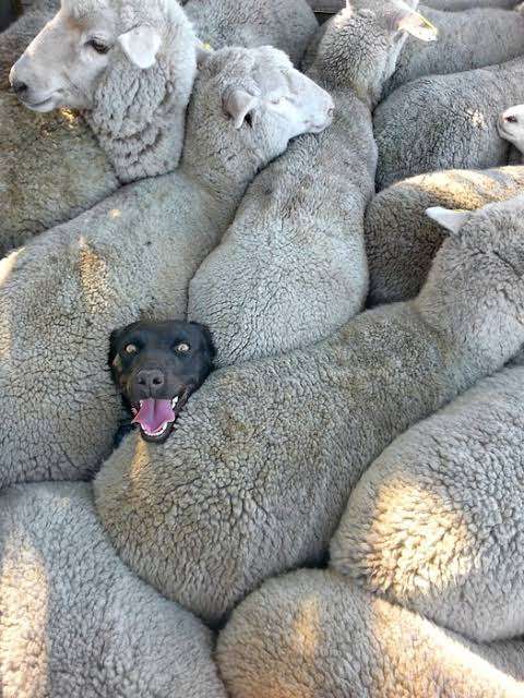 心が和む楽しい画像♪
