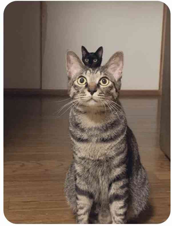 心が和む楽しい画像♪