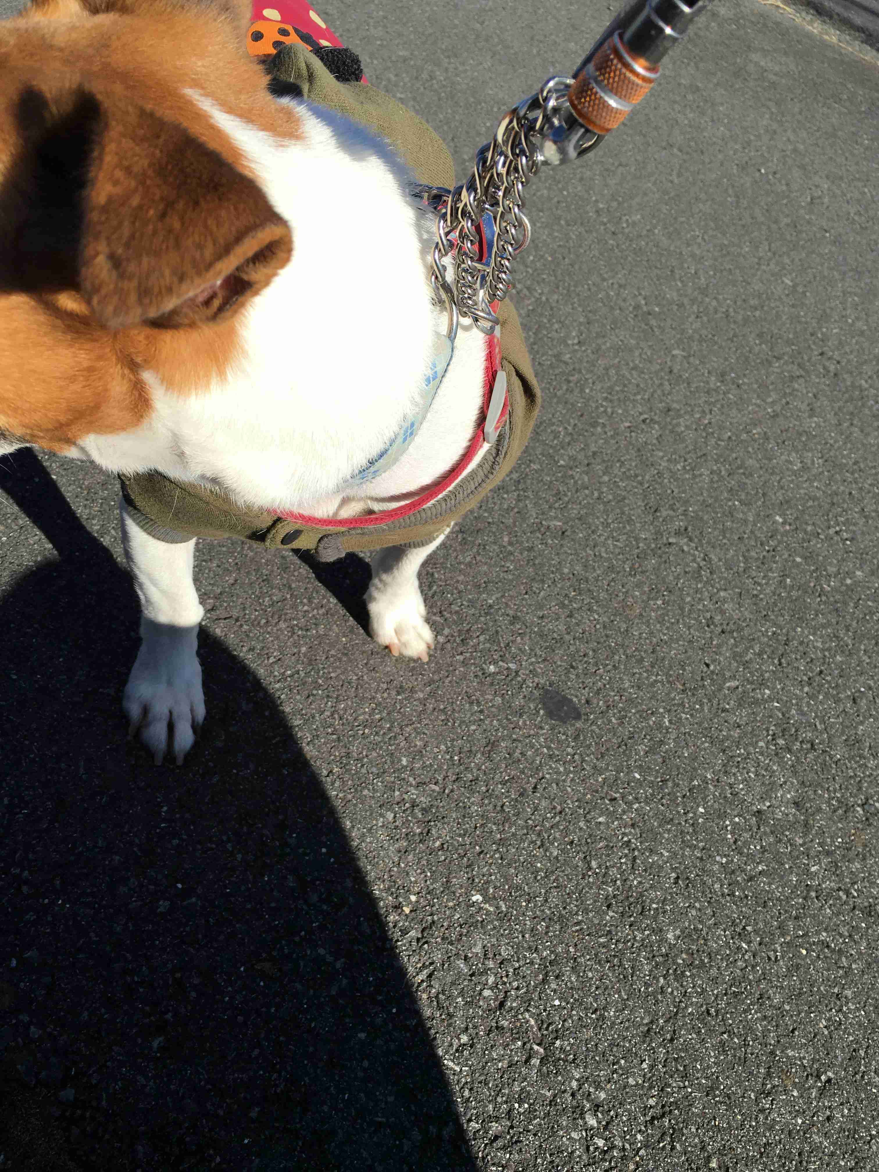 写真下手くそ選手権