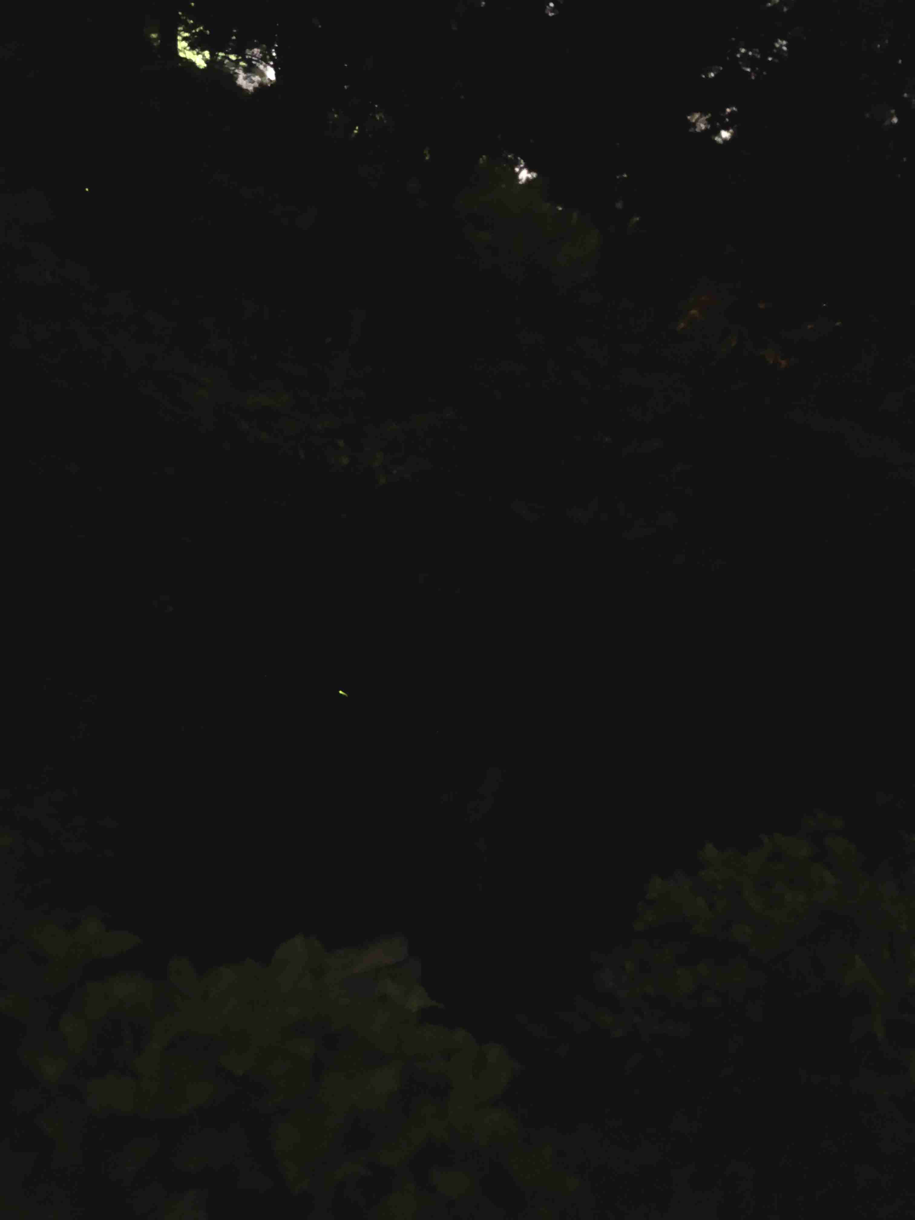 写真下手くそ選手権