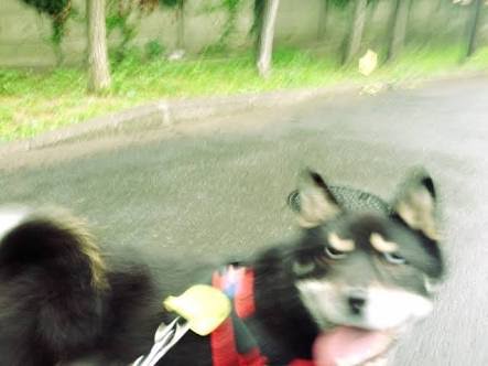 写真下手くそ選手権