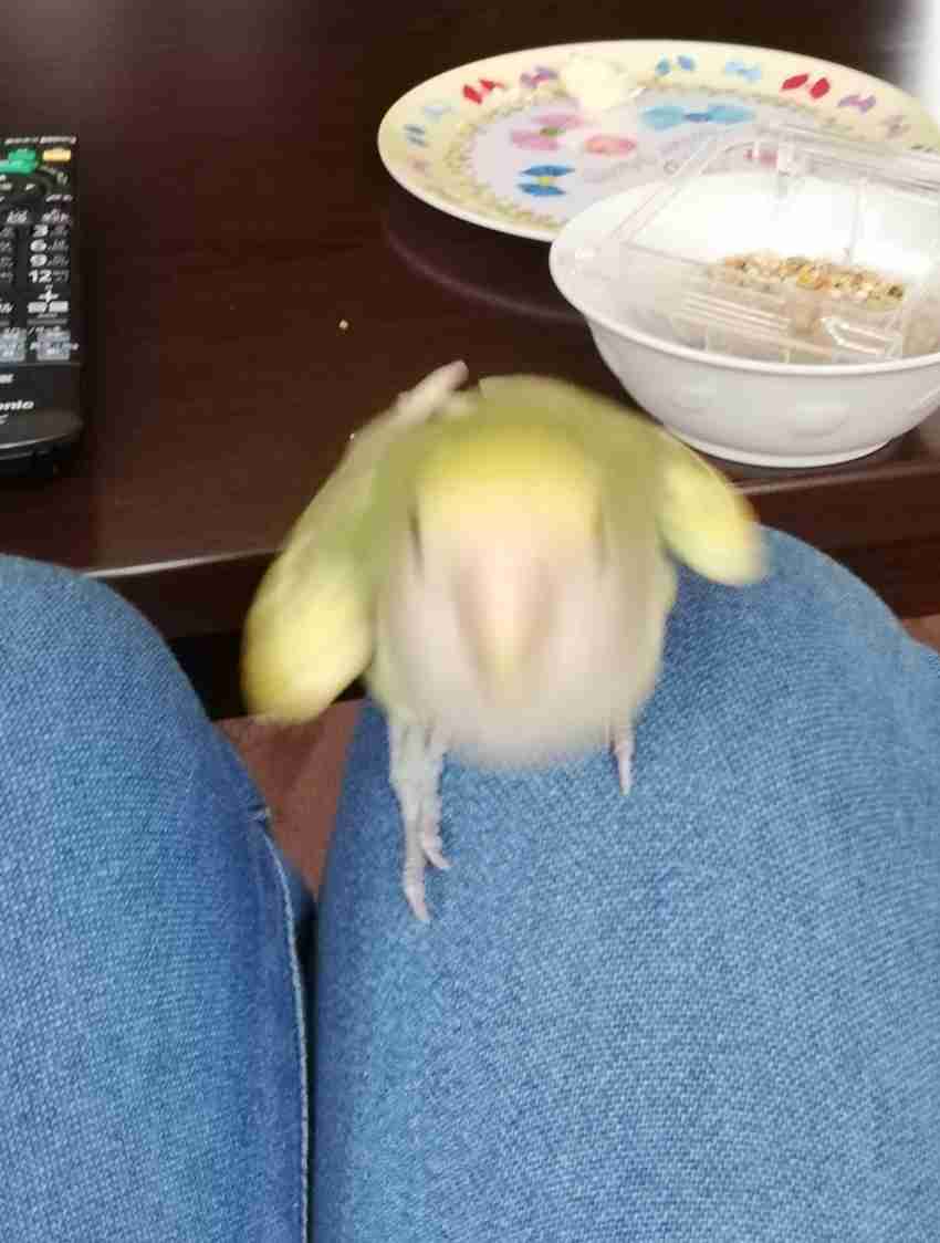 写真下手くそ選手権