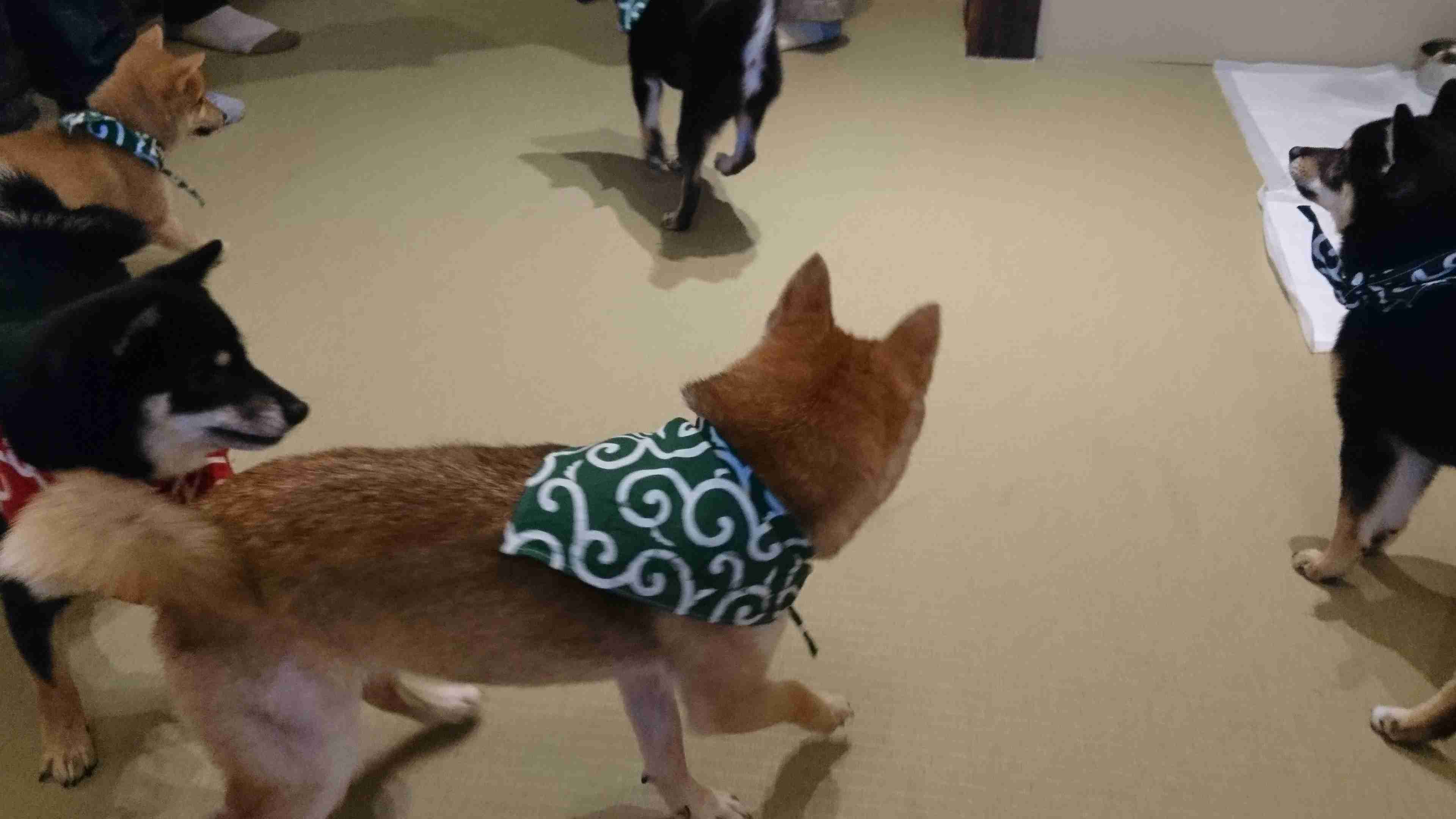 写真下手くそ選手権