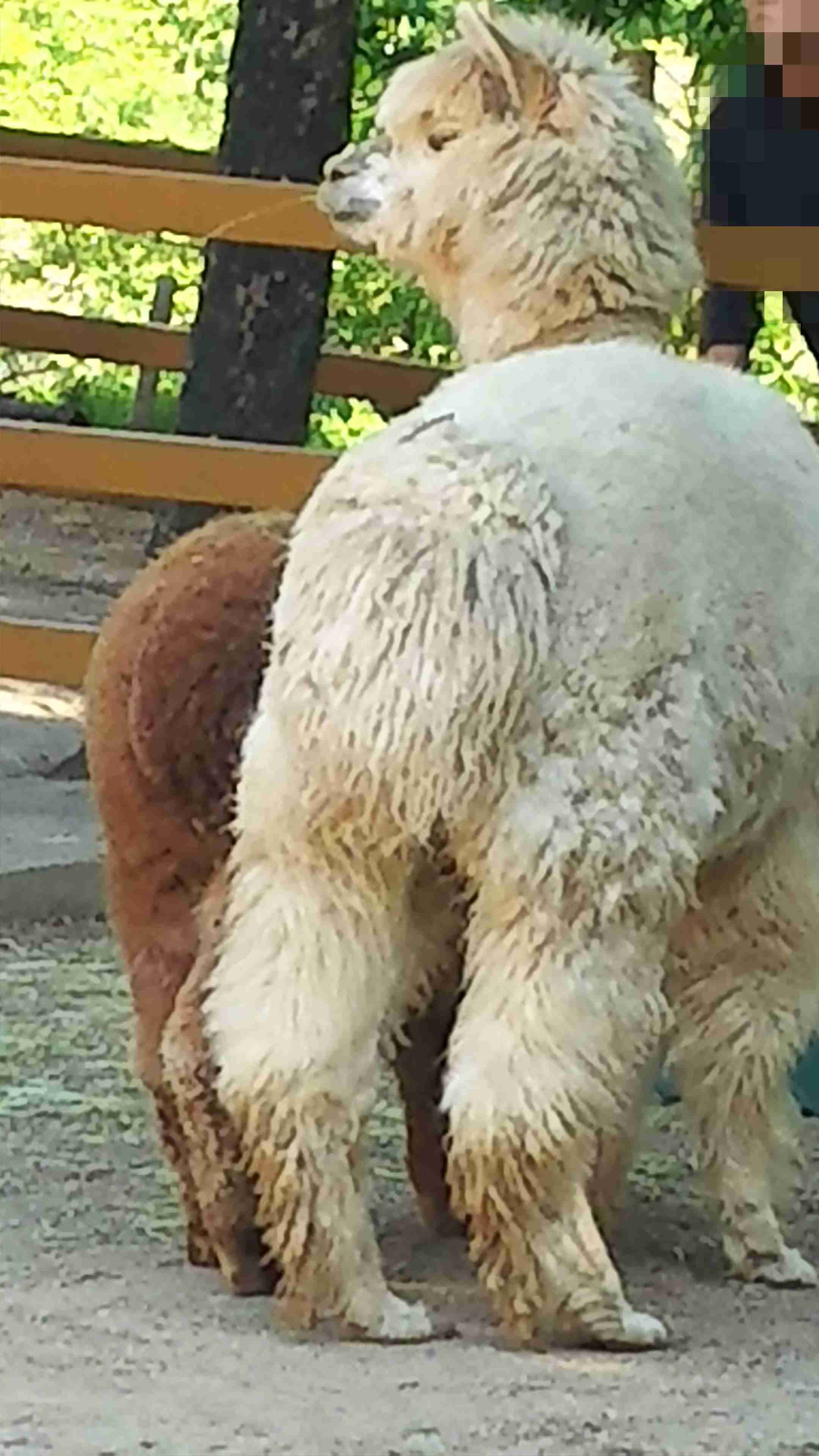 写真下手くそ選手権