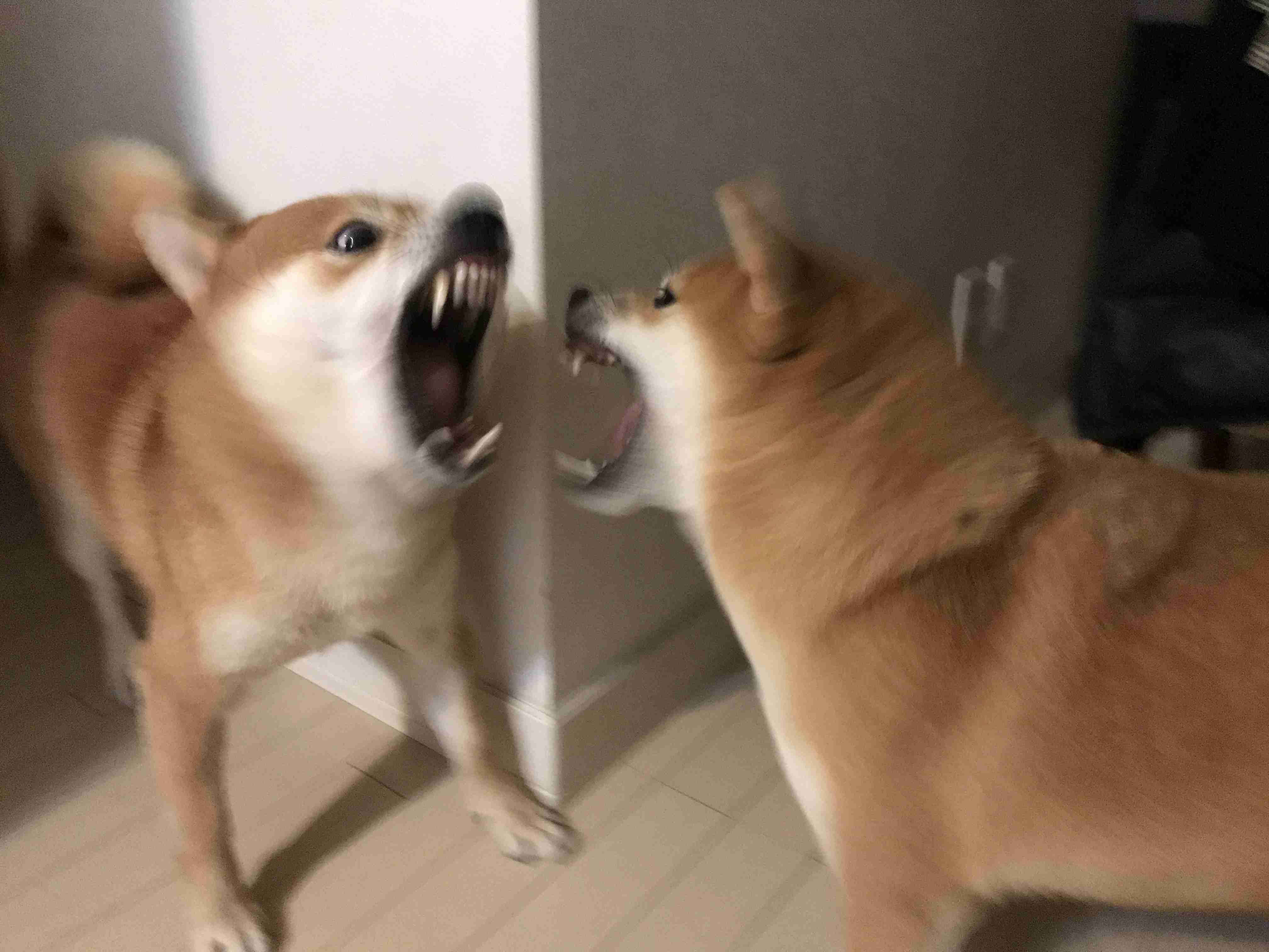 写真下手くそ選手権