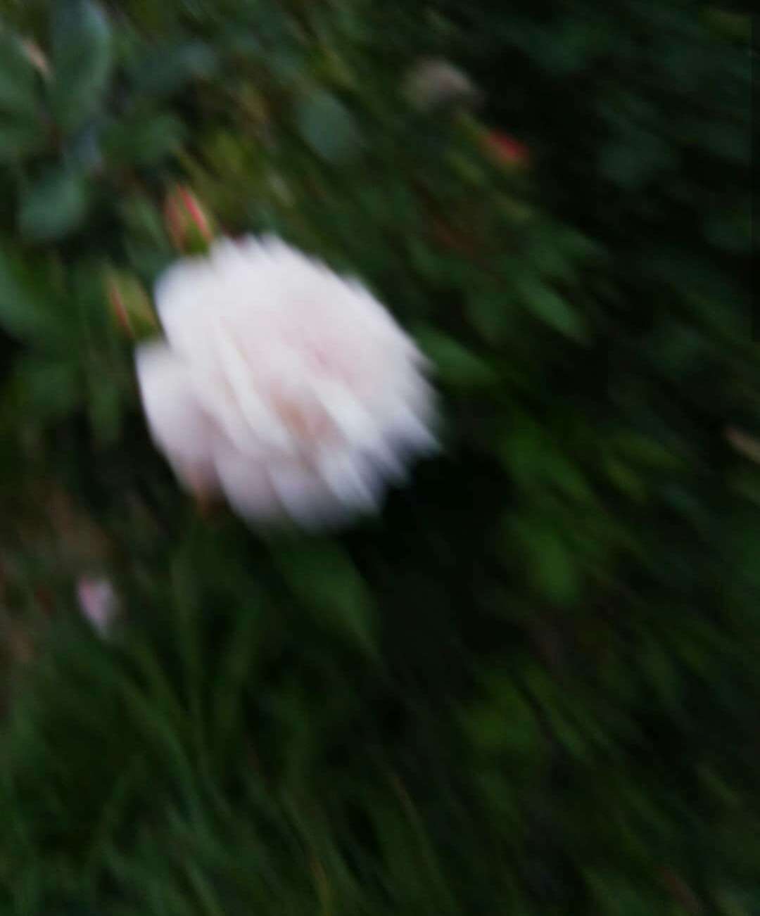 写真下手くそ選手権