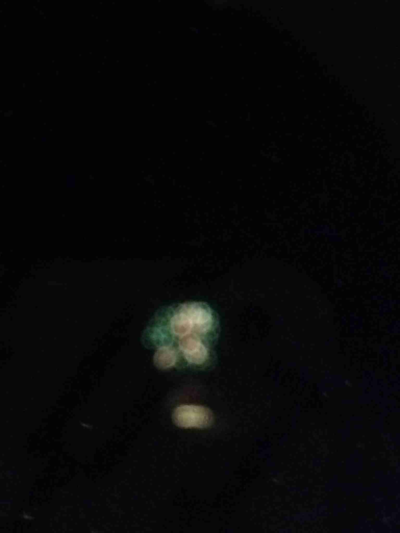 写真下手くそ選手権