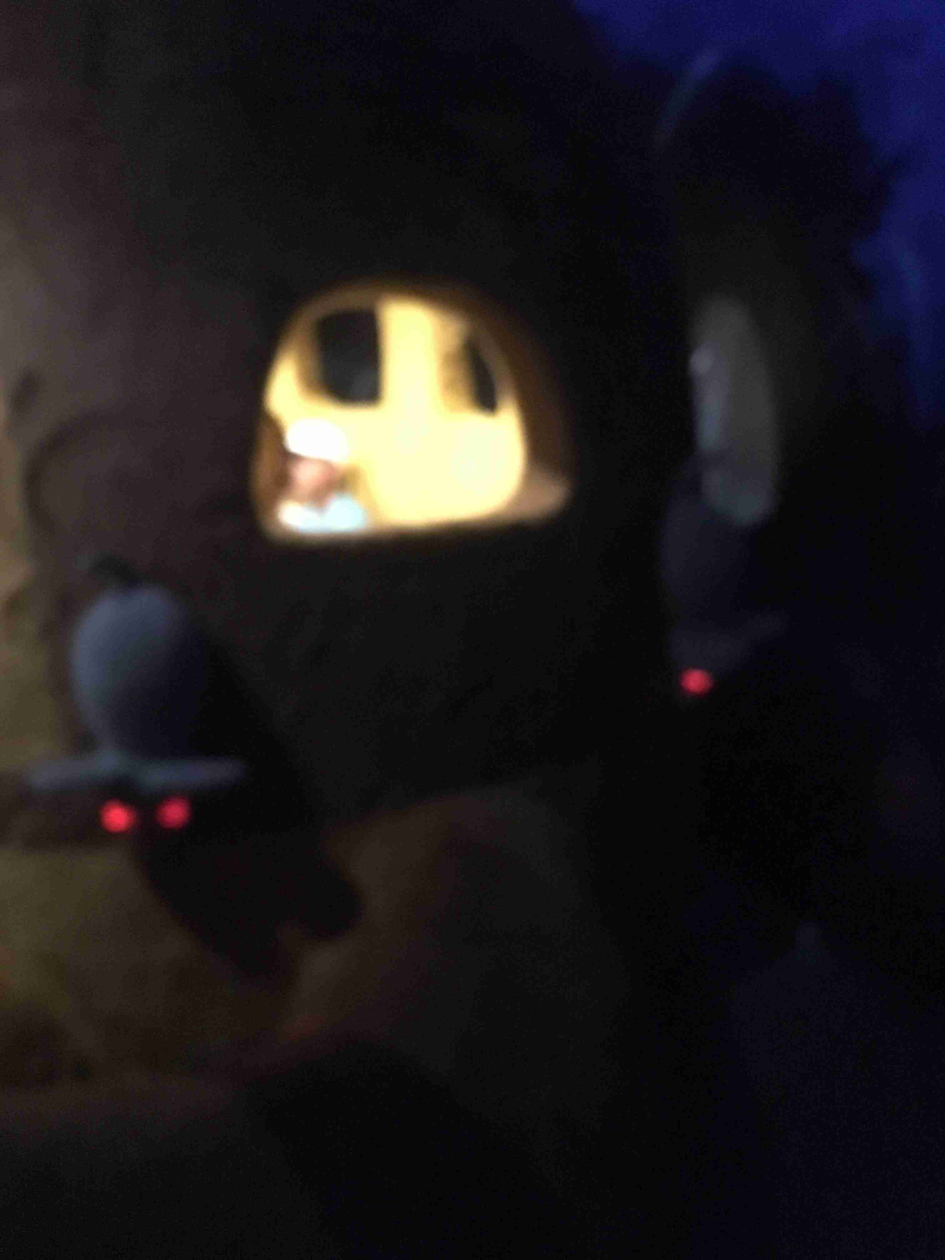 写真下手くそ選手権