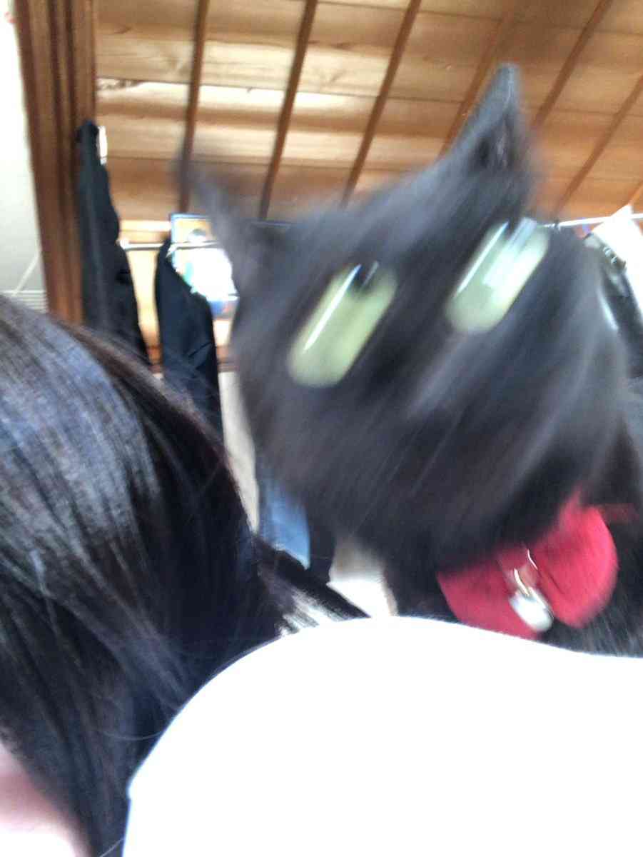 写真下手くそ選手権