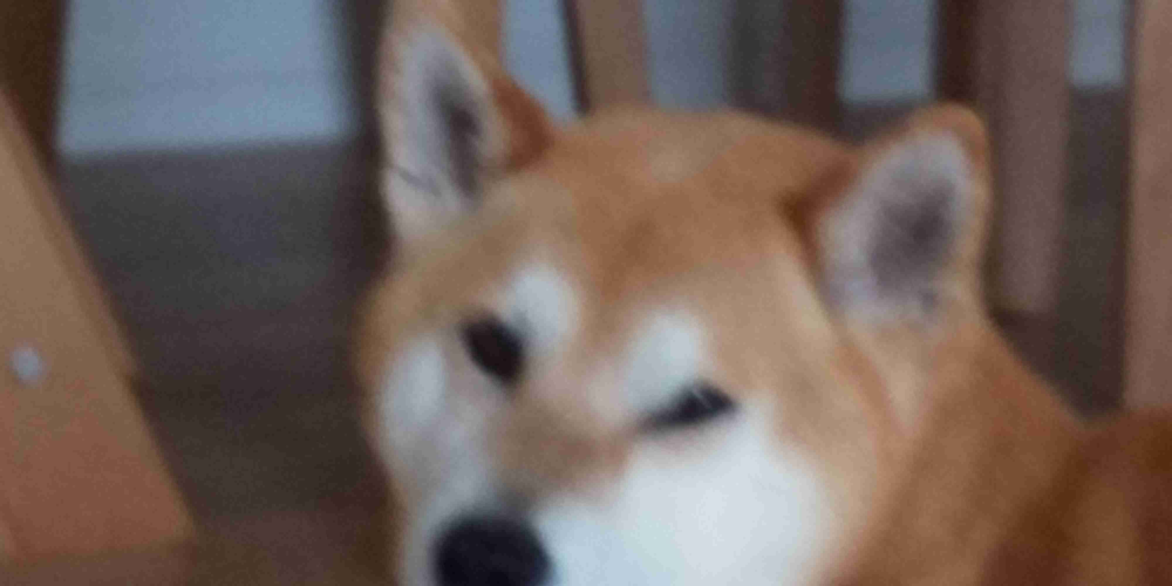 写真下手くそ選手権