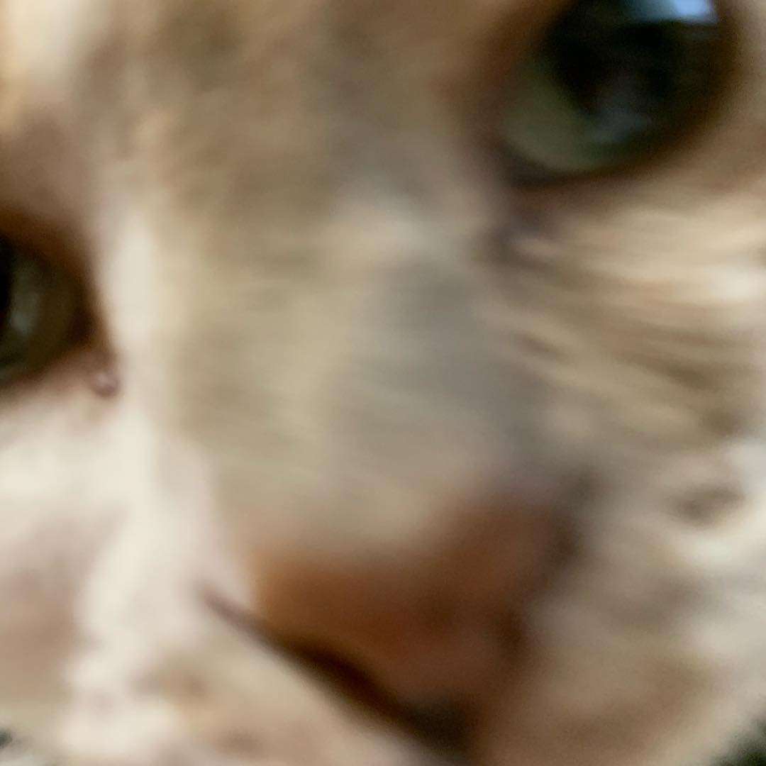 写真下手くそ選手権