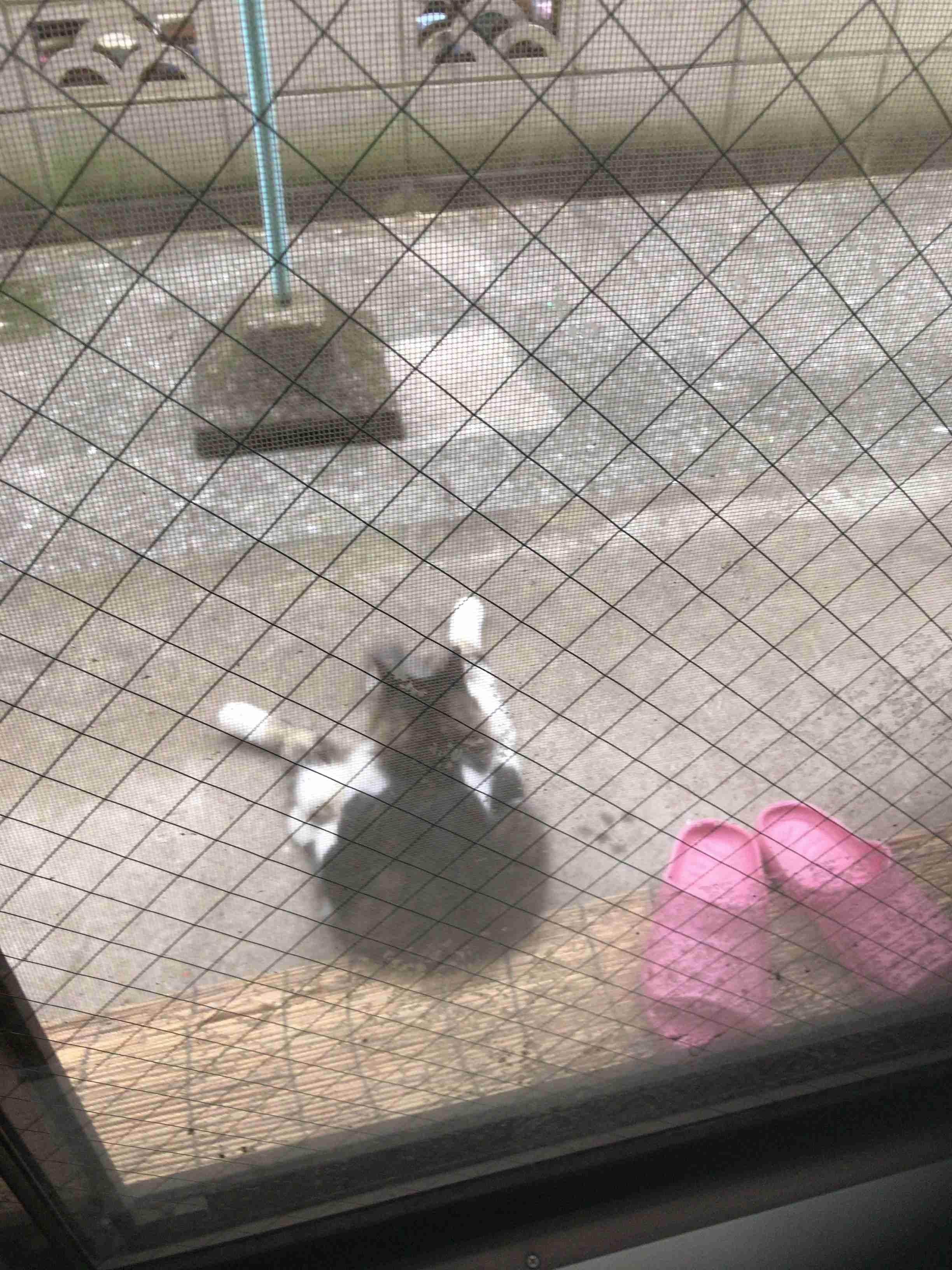 写真下手くそ選手権