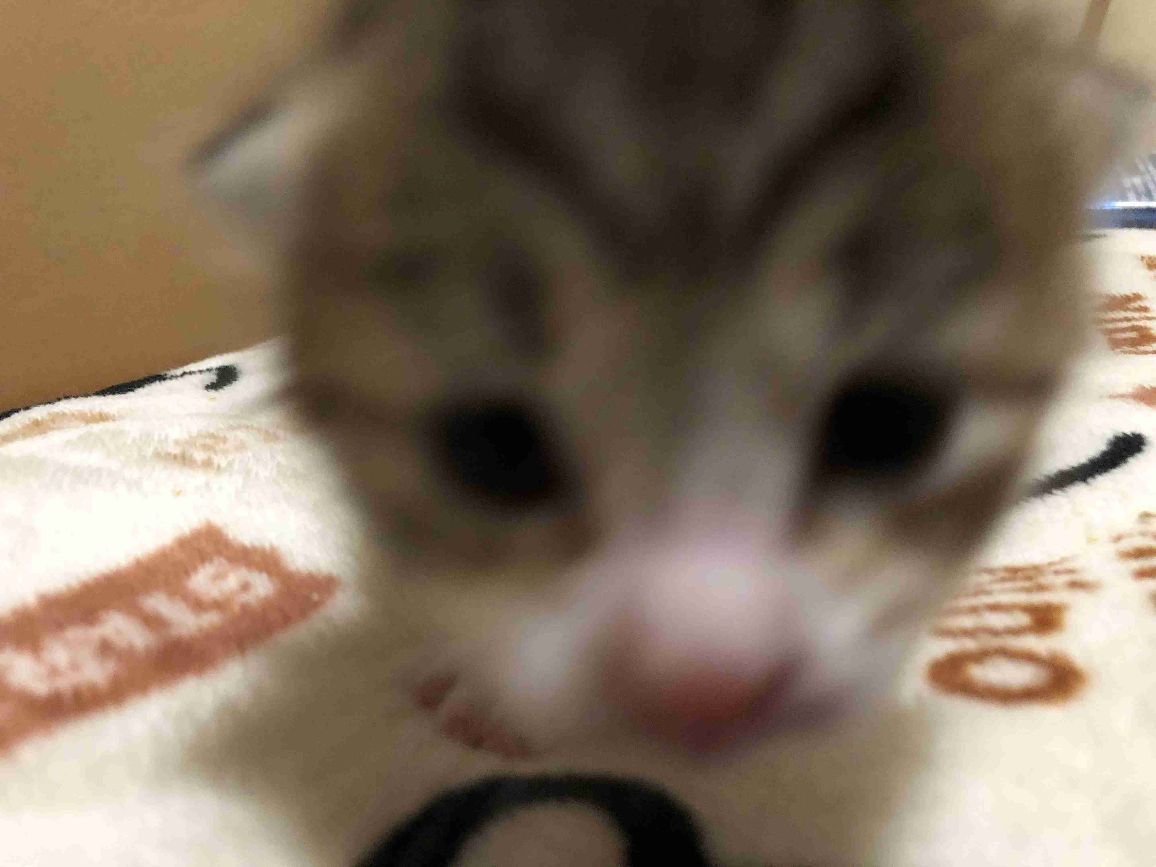 写真下手くそ選手権