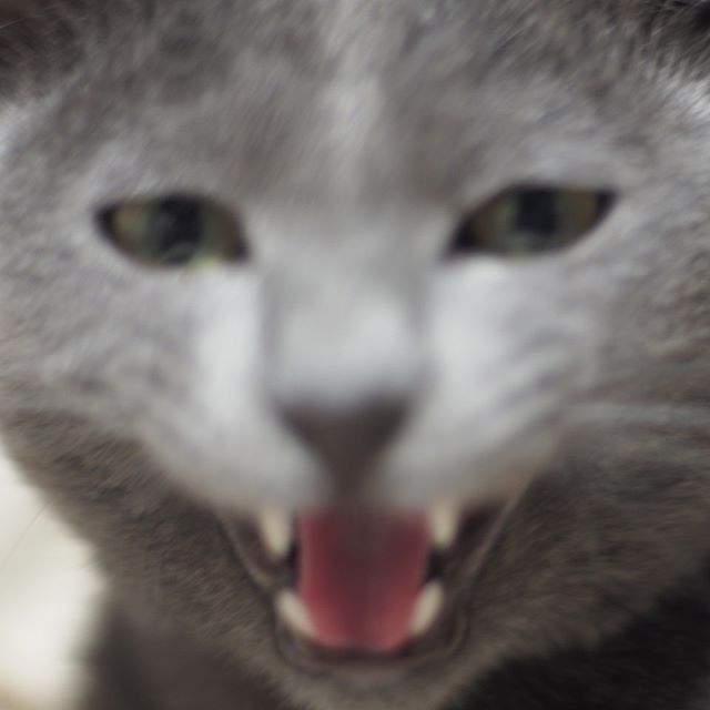 写真下手くそ選手権