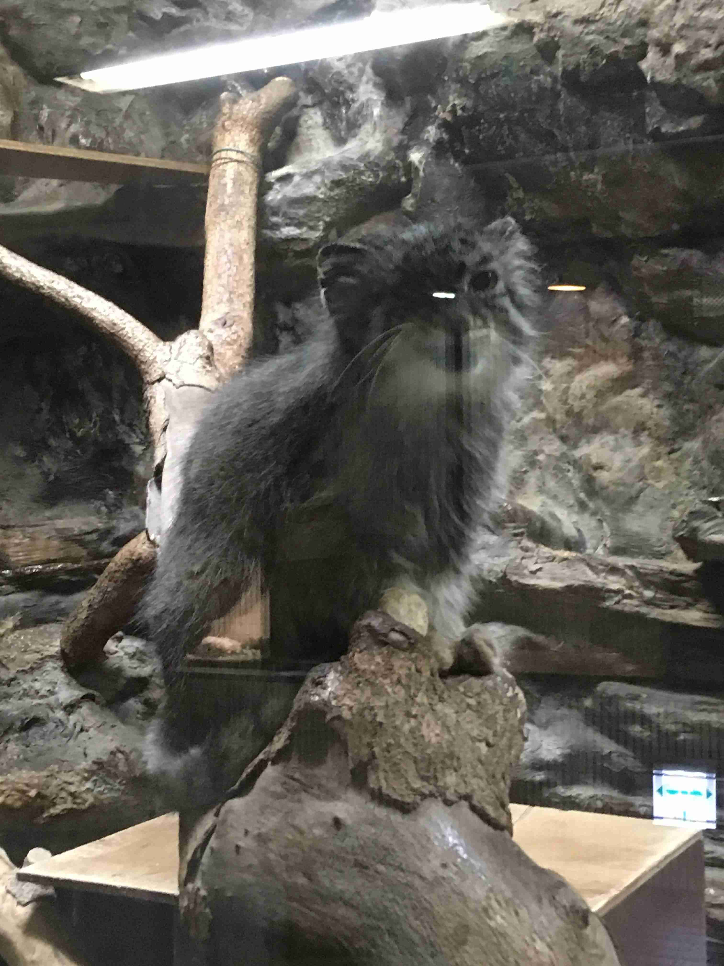写真下手くそ選手権