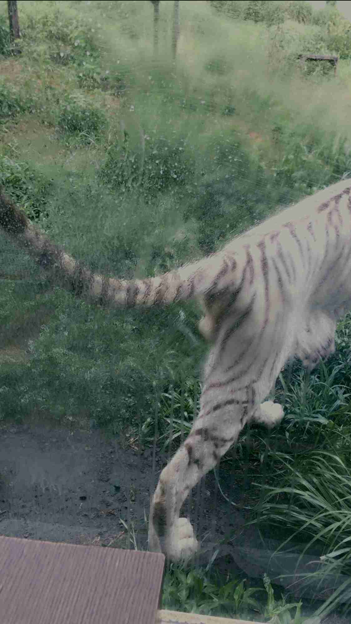 写真下手くそ選手権