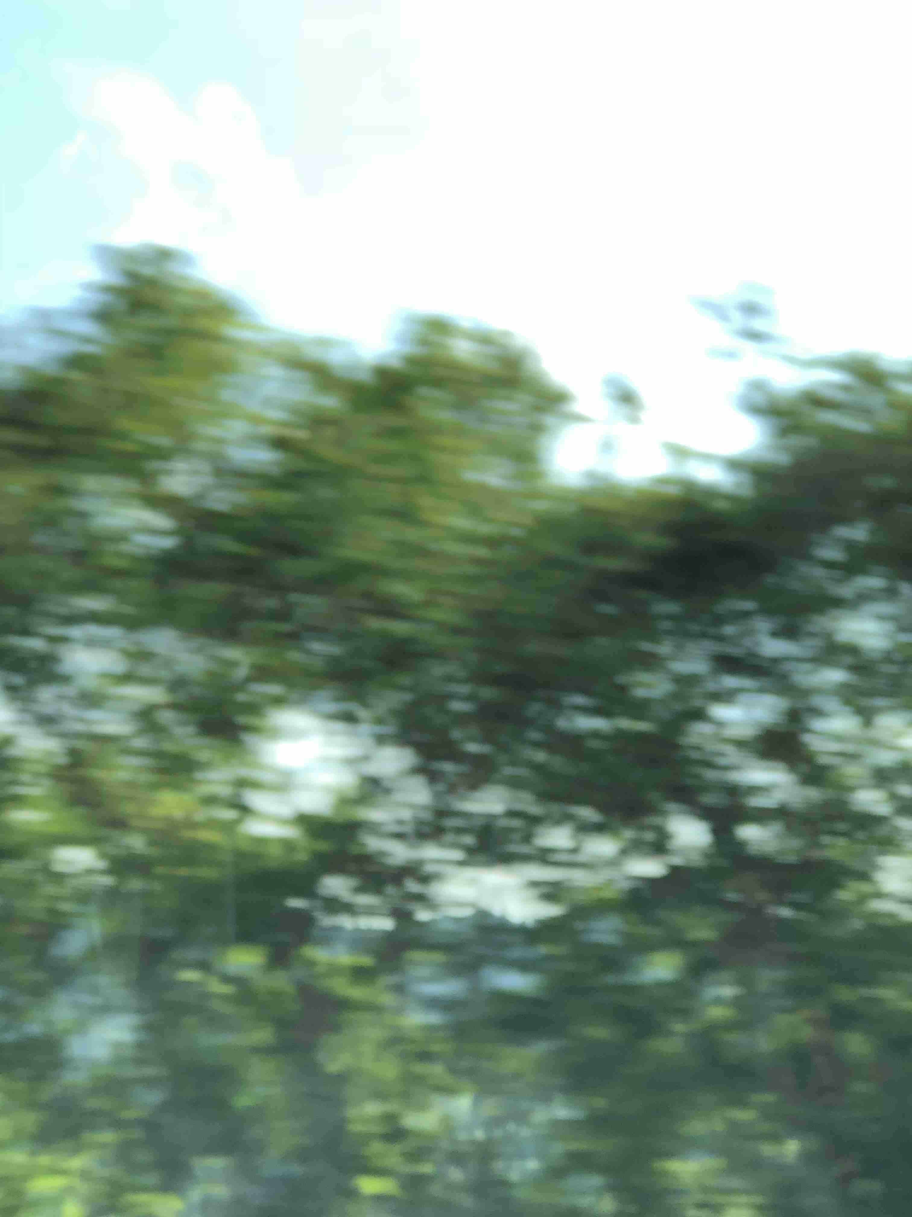 写真下手くそ選手権